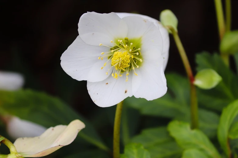 a close up of a white flower with green leaves, by Jim Nelson, pixabay, hurufiyya, anemones, a beautiful mine, 中 元 节, nostlagia