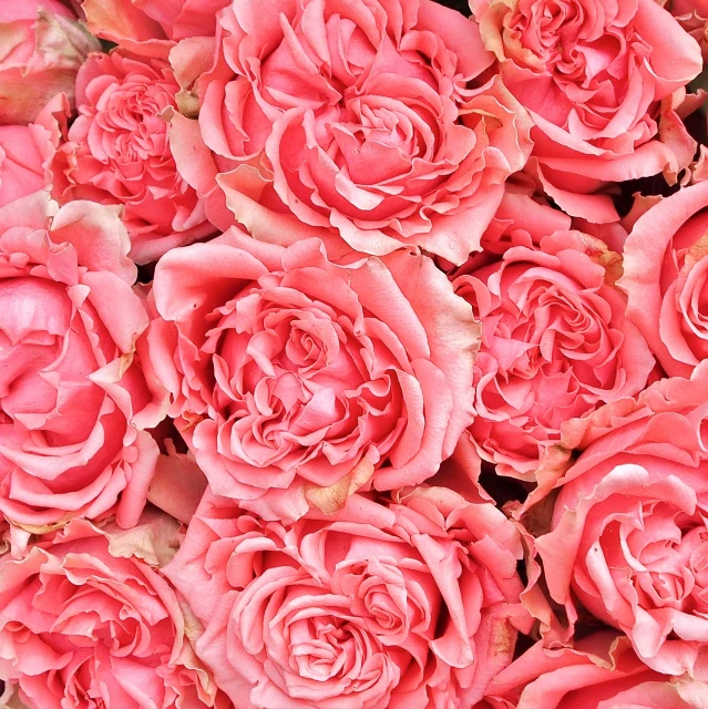 a close up of a bunch of pink roses, inspired by Rose Henriques, romanticism, giant carnation flower head, hi resolution, coral, flower background