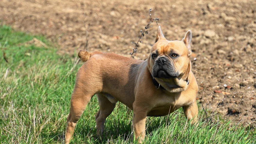 a brown dog standing on top of a lush green field, by François Barraud, shutterstock, renaissance, french bulldog, !female, terracotta, highly polished