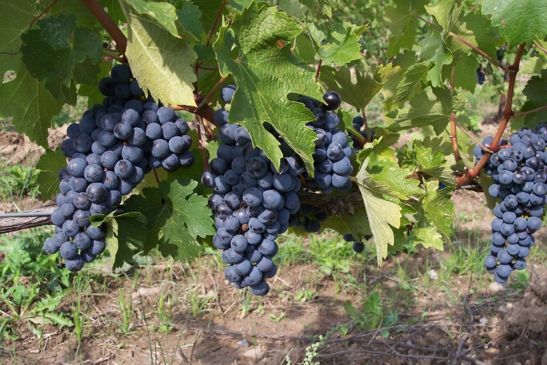 a bunch of grapes hanging from a vine, figuration libre, southern slav features, taken with a pentax k1000, 1 6 x 1 6, portlet photo