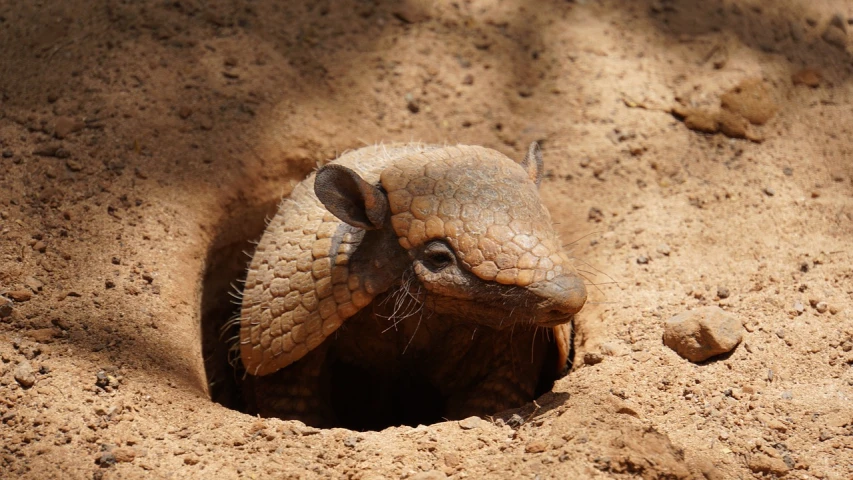 a close up of a small animal sticking its head out of a hole, by Robert Brackman, flickr, hurufiyya, armadillo patriot potus, sweltering, cgnode, pot-bellied