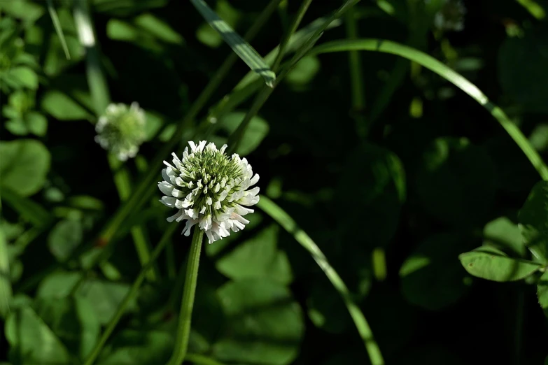 a white flower sitting on top of a lush green field, by Hans Schwarz, flickr, four leaf clover, coxcomb, 千 葉 雄 大, celtics