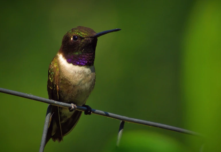 a bird that is sitting on a wire, a portrait, by Tom Carapic, purple and green colors, hummingbirds, high res photo, rural splendor