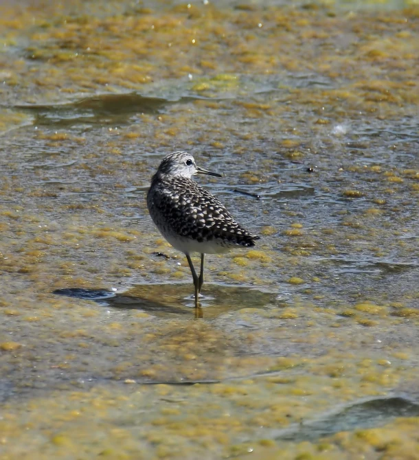 a bird that is standing in some water, flickr, speckled, side-view. highly detailed, crystal ruff, some glints and specs