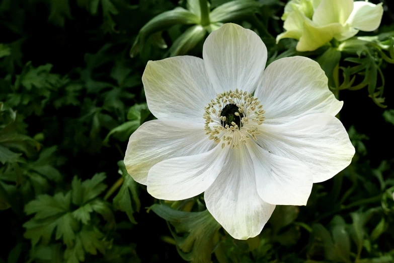 a white flower with a bee on it, inspired by Frederick Goodall, hurufiyya, anemones, shot with iphone 1 0, 3 4 5 3 1