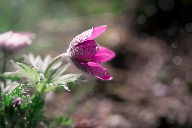 a close up of a flower with a blurry background, romanticism, anemones, early spring, magenta and gray, high detail photo
