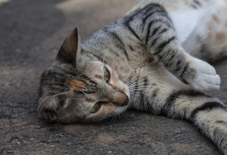 a cat that is laying down on the ground, a picture, by Tom Carapic, shutterstock, beautiful portrait of a hopeless, on the concrete ground, stock photo, closeup photo