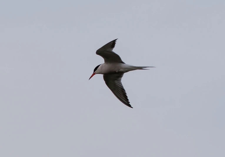 a black and white bird flying in the sky, arabesque, long pointy pink nose, red-eyed, smooth shank, on a gray background