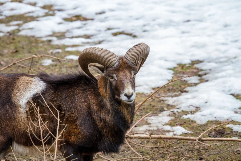 a goat that is standing in the grass, a photo, by Erwin Bowien, baroque, in a snowy forest setting, ram horns, very sharp photo, innocent look. rich vivid colors