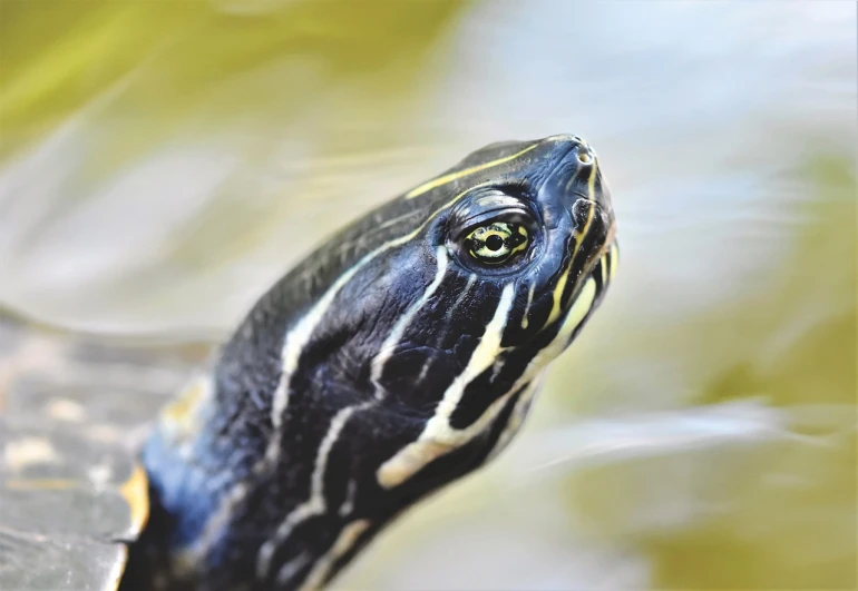 a turtle sitting on top of a rock next to water, a portrait, hurufiyya, feature, viewed from below, sharp claws close up, neck zoomed in