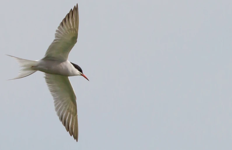 a bird that is flying in the sky, by Jan Rustem, flickr, arabesque, white neck visible, with long thin antennae, southern slav features, banner