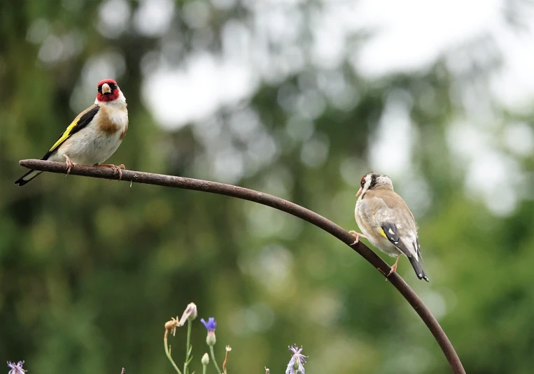 a couple of birds sitting on top of a branch, a portrait, flickr, bauhaus, loosely cropped, summer day, coronation, very very happy!