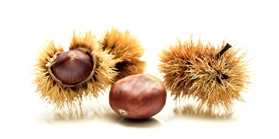 a couple of nuts sitting on top of a white surface, a still life, by Tadashi Nakayama, trending on pixabay, hurufiyya, spiky, brown colours, snapchat photo, 🦩🪐🐞👩🏻🦳