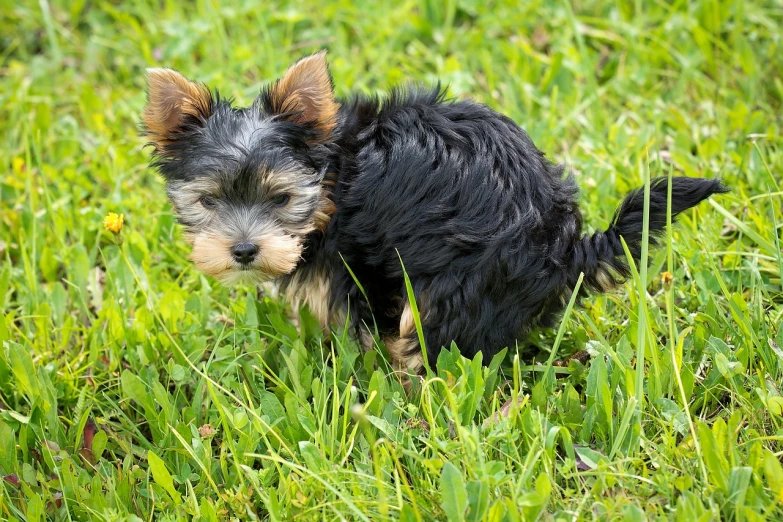 a small black and brown dog standing on top of a lush green field, a photo, pixabay, hurufiyya, there is full bedpan next to him, yorkshire terrier, puppies, excrement