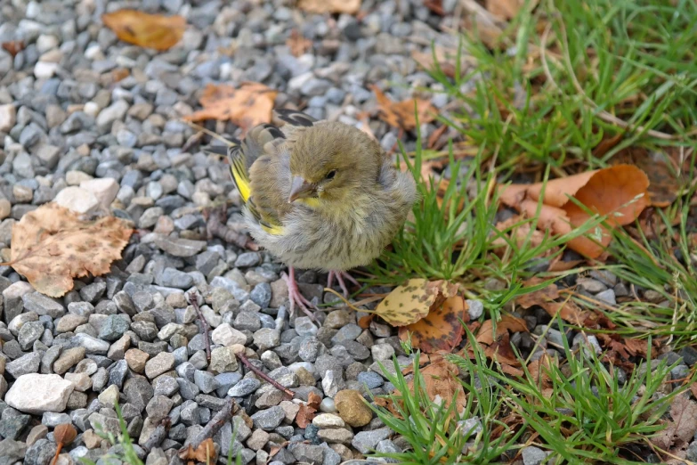 a small bird sitting on top of a pile of rocks, with yellow cloths, young female, moulting, sitting on a leaf