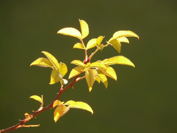 a small bird sitting on top of a tree branch, by Jan Rustem, flickr, minimalism, backlight leaves, rose twining, birch, lemon