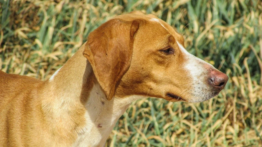 a brown and white dog standing in a field, inspired by Elke Vogelsang, pixabay, renaissance, side view close up of a gaunt, smooth red skin, hunting, southern slav features