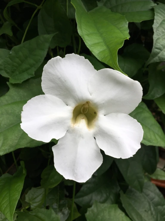 a close up of a white flower with green leaves, by Phyllis Ginger, reddit, hurufiyya, flowering vines, bright white porcelain, pareidolia, mid 2 0's female