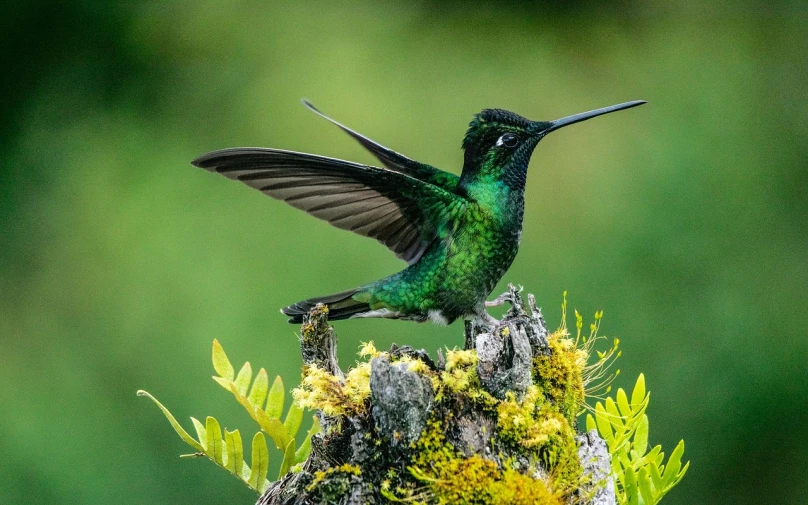 a green bird sitting on top of a tree stump, by Dietmar Damerau, flickr, arabesque, bee hummingbird, doing a majestic pose, black and green, alex boyd