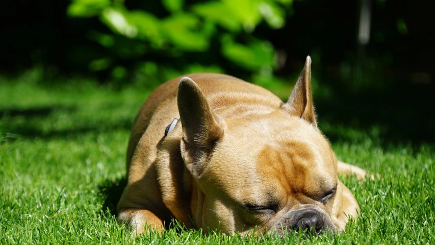 a brown dog laying on top of a lush green field, by Thomas Häfner, pixabay, bauhaus, french bulldog, asleep, hot summer sun, video still