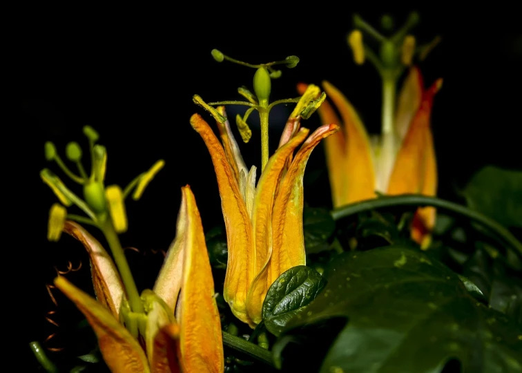 a close up of a plant with yellow flowers, a macro photograph, by Robert Brackman, hurufiyya, on jungle night !!!, joyous trumpets, big lilies, 50mm close up photography
