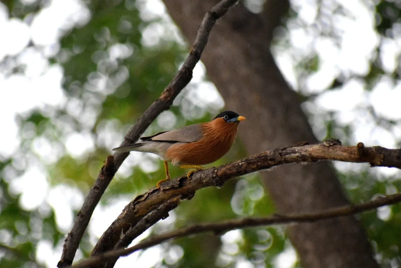 a small bird sitting on top of a tree branch, by David Garner, flickr, hurufiyya, jayison devadas, falcon, robin, dolman