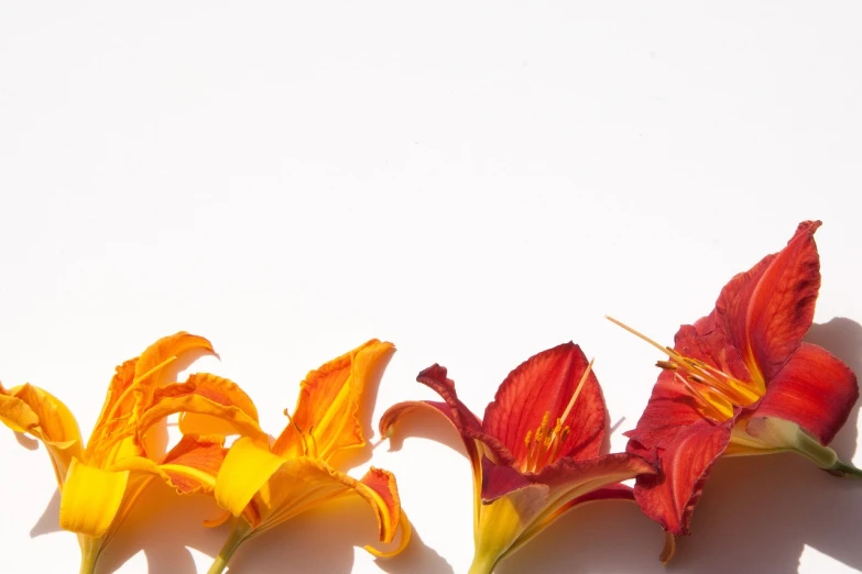 a group of flowers sitting on top of a white surface, by Julian Allen, minimalism, red and orange colored, lily flowers, full width, gradient red to yellow