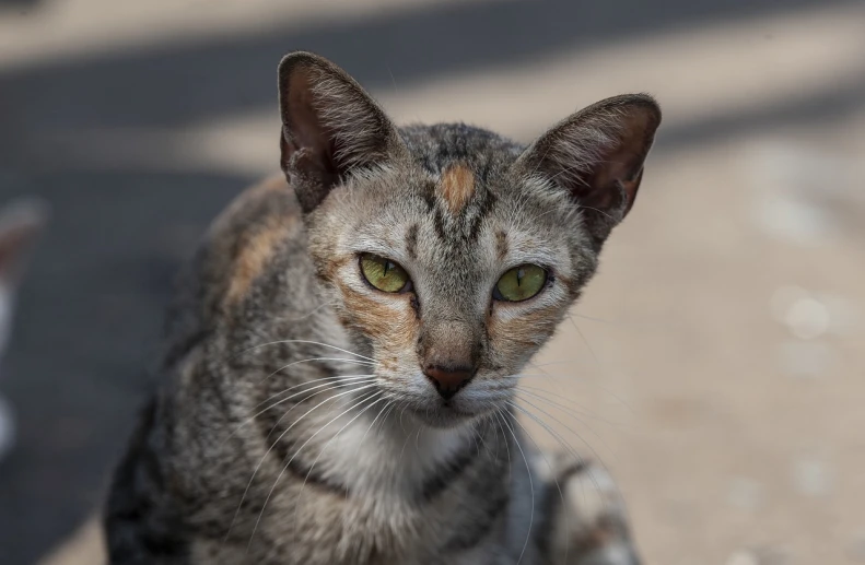 a close up of a cat looking at the camera, a portrait, by Steven Belledin, shutterstock, cuba, on the street, she is facing the camera, dappled