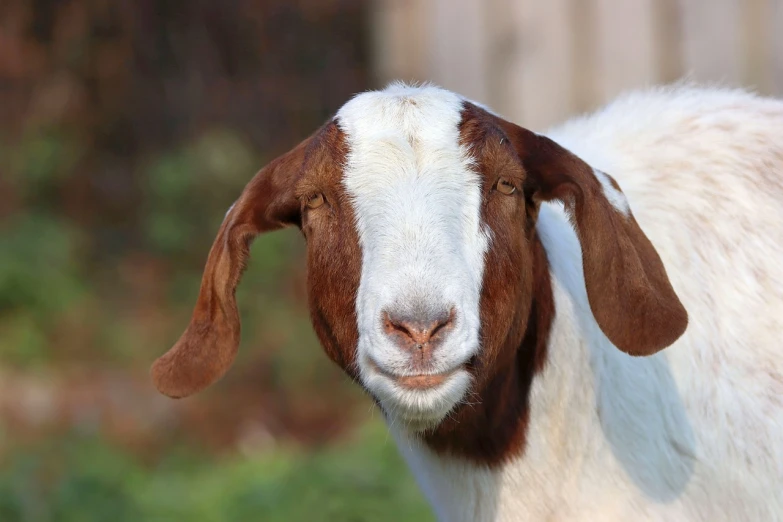 a brown and white goat standing on top of a lush green field, a picture, shutterstock, close-up of face, winking, face photo