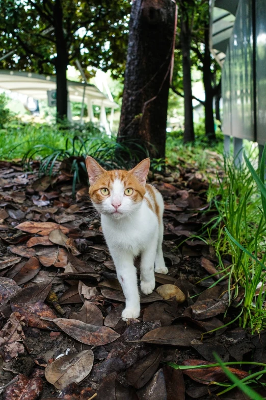 a cat that is standing in the leaves, shin hanga, in the tropical wood, white and orange, walking towards the camera, outdoor photo