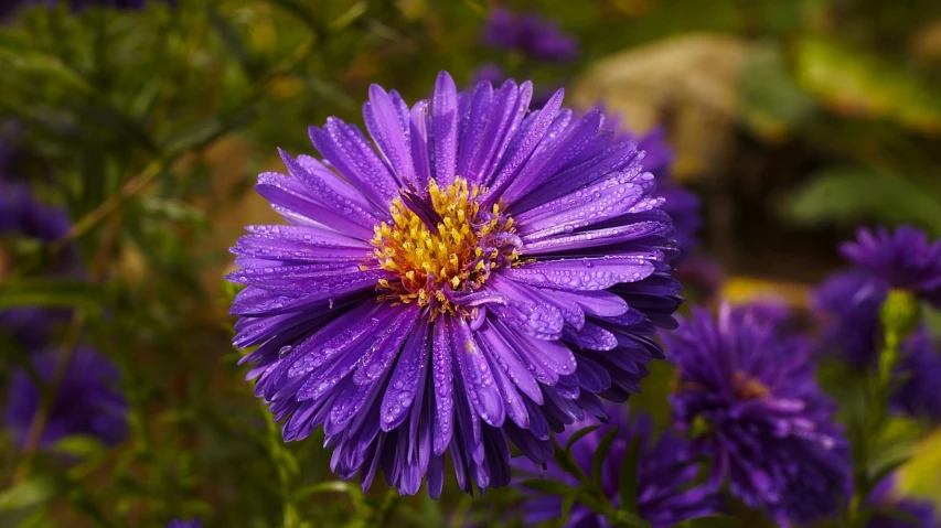 a close up of a purple flower with water droplets, ari aster, various posed, summer day, beautiful flower