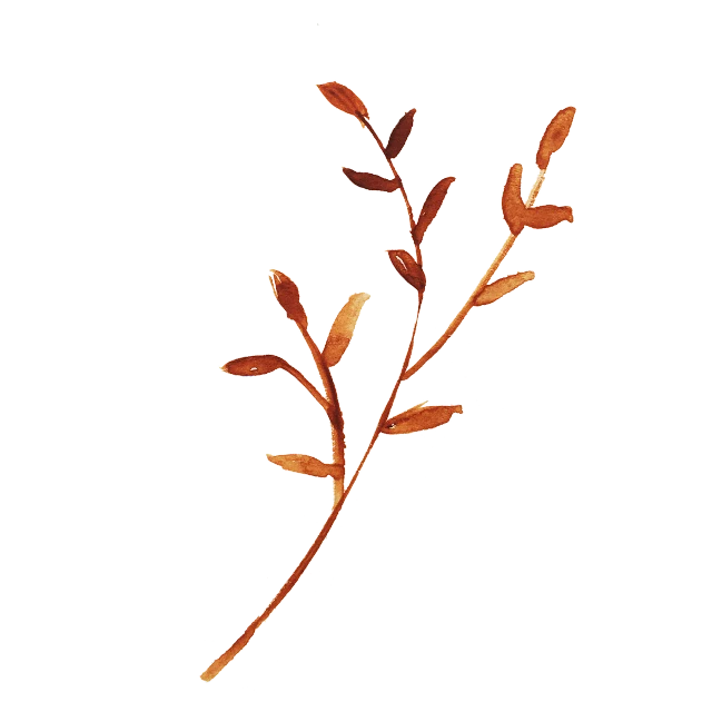 a close up of a plant on a black background, inspired by Masamitsu Ōta, burnt sienna, simple path traced, sea weed, gilt-leaf winnower