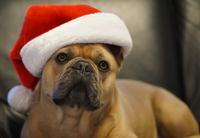 a close up of a dog wearing a santa hat, by Maksimilijan Vanka, pexels, renaissance, boxer, square, a blond, istockphoto