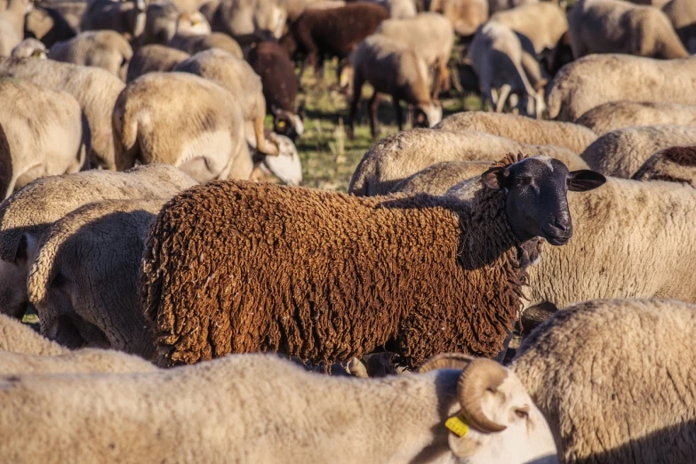 a herd of sheep standing on top of a lush green field, a portrait, renaissance, brown, deep and dense coloration, high quality product image”