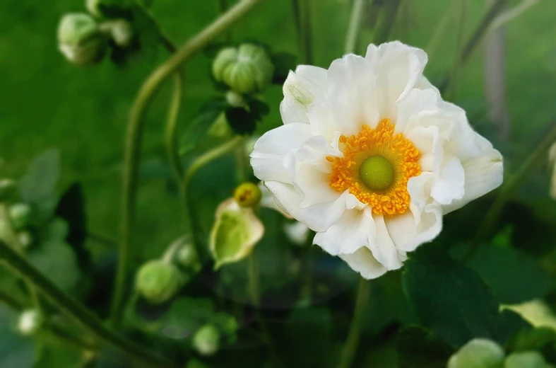 a white flower with a yellow center surrounded by green leaves, a picture, romanticism, poppies, online, tang mo, anemone