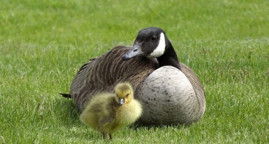 a couple of ducks sitting on top of a lush green field, a cosmic canada goose, hatching, ap photo, mom