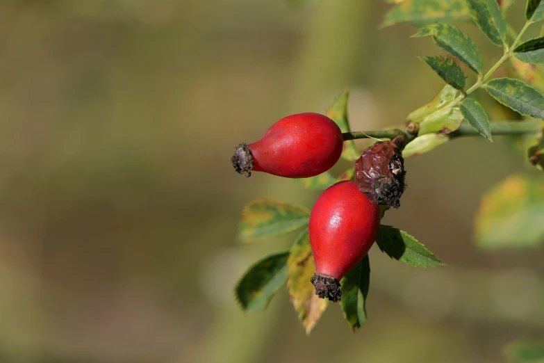 a close up of two red berries on a tree, natural point rose', acorns, mikko, goat