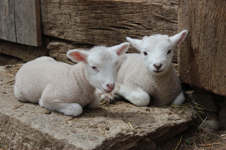 two lambs laying next to each other on a rock, sleepers, istock, holding close, on a farm