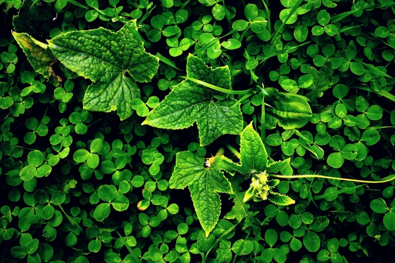 a group of green leaves sitting on top of a lush green field, by Anato Finnstark, textless, background full of lucky clovers, patterns and textures, a high angle shot