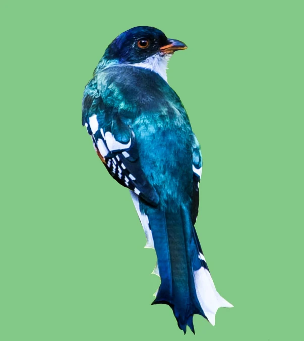 a blue and white bird on a green background, an illustration of, fine art, hyper real photo, large tail, in the art style of quetzecoatl, on clear background
