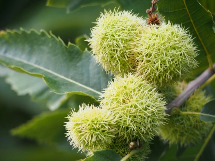 a close up of a bunch of fruit on a tree, a digital rendering, inspired by Barbara Nasmyth, hurufiyya, chestnut hair, istockphoto, spiky, fluffy green belly