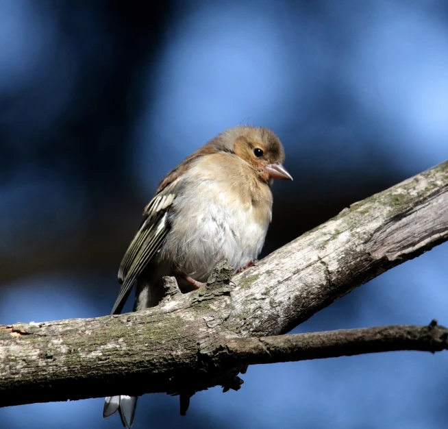 a small bird sitting on top of a tree branch, a portrait, by Dave Allsop, flickr, young female, winter sun, pallid skin, brown tail