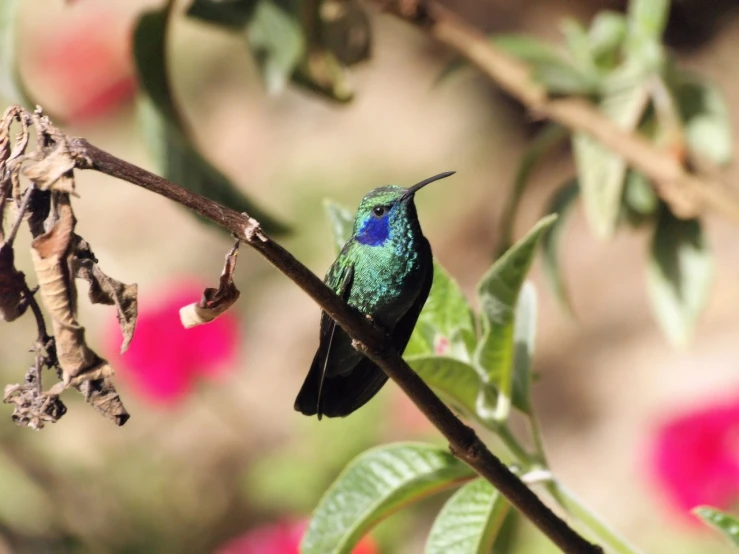 a colorful bird sitting on top of a tree branch, a portrait, flickr, hurufiyya, black blue green, hummingbird, the emerald herald in the garden, cobalt coloration