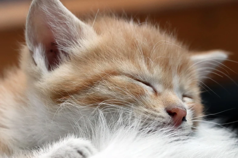 a close up of a kitten sleeping with its eyes closed, a picture, furry art, orange and white, iphone wallpaper, blond furr, closeup 4k