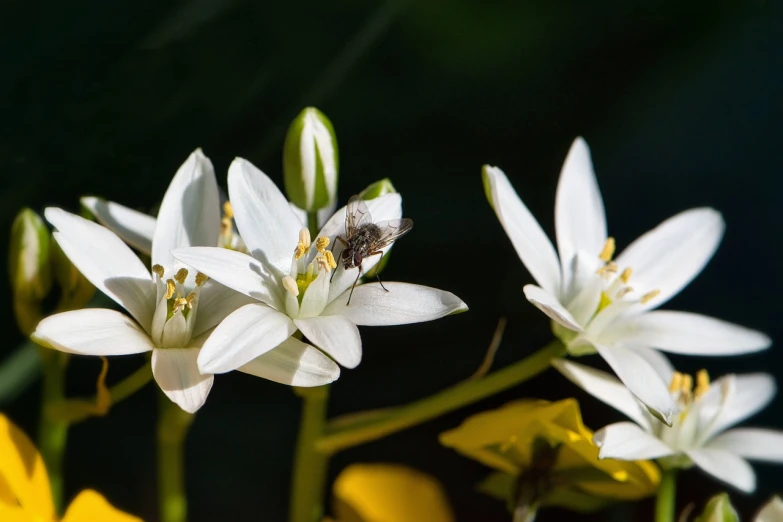 a group of white flowers sitting next to each other, a macro photograph, hurufiyya, bee, lilies, photo taken on a nikon, mid shot photo