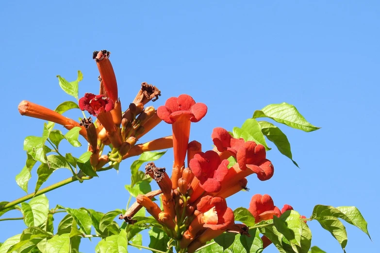 a close up of a flower on a tree, hurufiyya, flame shrubs, grasping pseudopods, blue sky, very hot