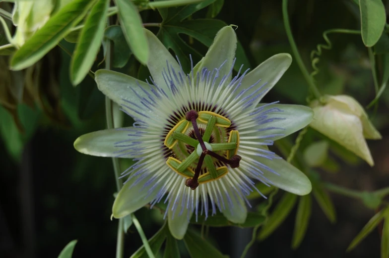 a close up of a flower on a plant, by Robert Brackman, hurufiyya, passion fruits, blue flowers bloomed all over, wikimedia commons, grayish