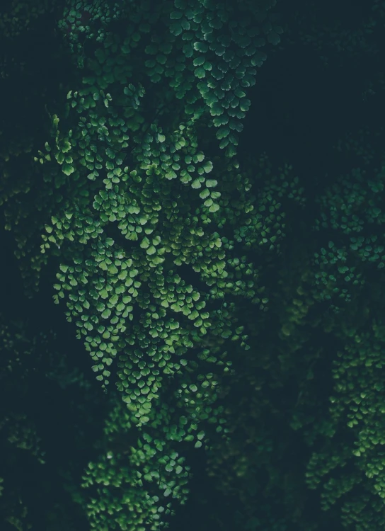 a bird's eye view of a lush green forest, a microscopic photo, inspired by Elsa Bleda, unsplash contest winner, environmental art, vsco film grain, night mood, ivy, 4k detail post processing
