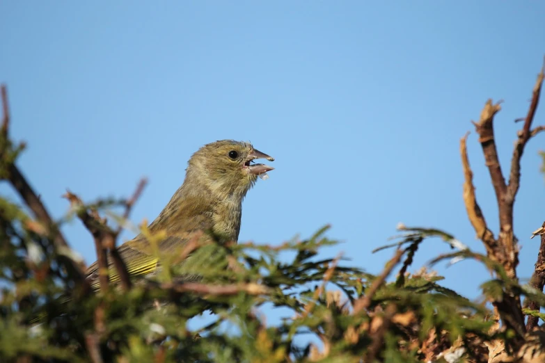 a bird sitting on top of a tree branch, by Dave Allsop, flickr, hurufiyya, with mouth open, young female, with seaweed, paul heaston