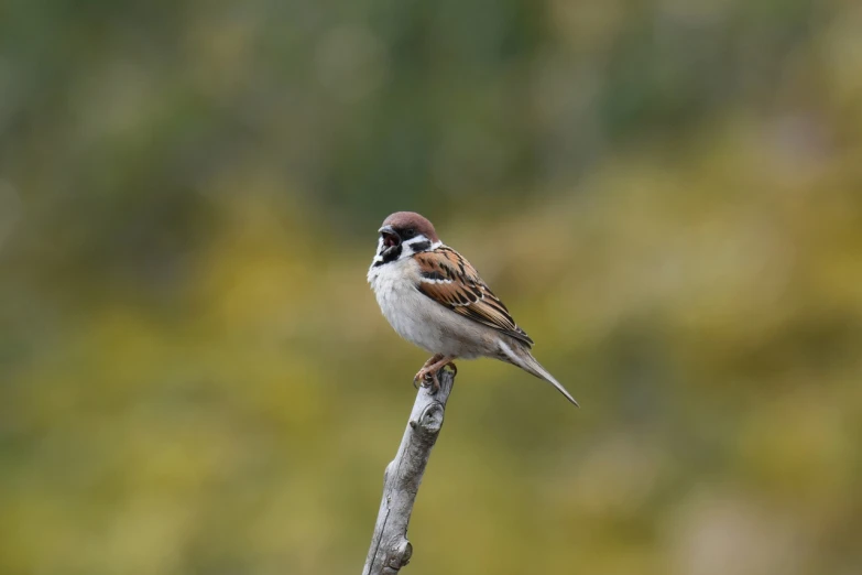 a small bird sitting on top of a tree branch, by Peter Churcher, trending on pixabay, arabesque, an oil paiting of a sparrow, smug expression, stock photo, round portruding chin
